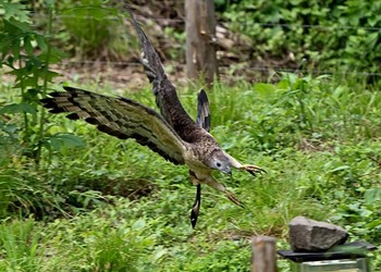 ハチクマ 場所が不明 撮影日未設定