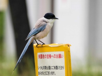 オナガ 都立浮間公園 2020年6月14日(日)