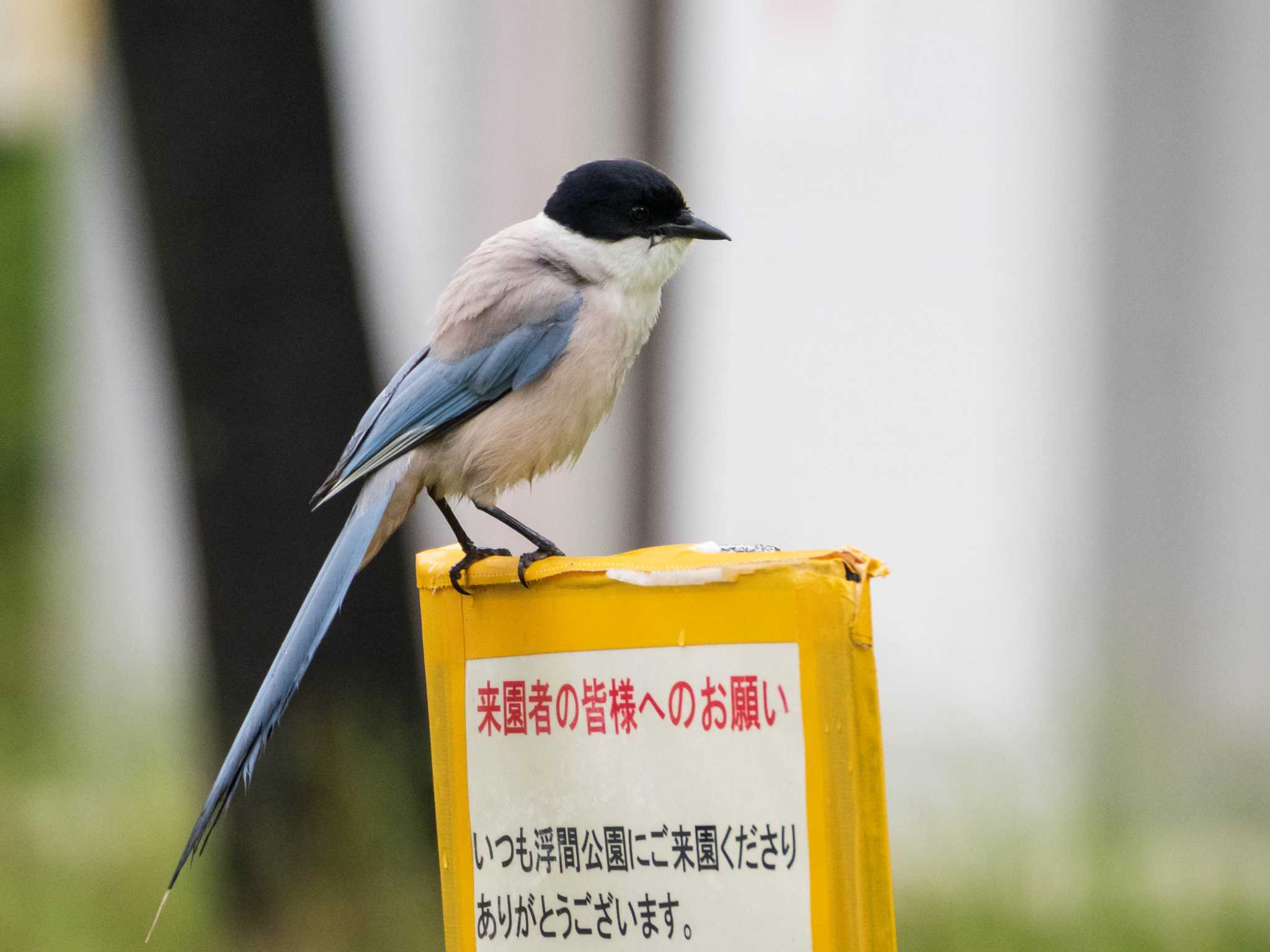 都立浮間公園 オナガの写真 by ryokawameister