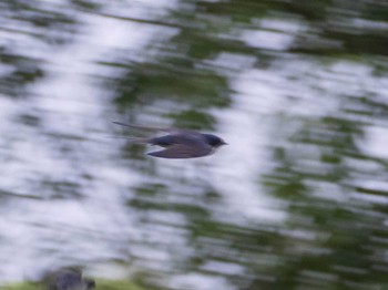 2020年6月14日(日) 荒川生物生態園(東京都板橋区)の野鳥観察記録