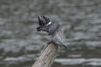 Crested Kingfisher 神奈川　湖 Mon, 4/11/2016