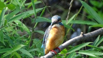 Common Kingfisher Unknown Spots Sat, 6/20/2020