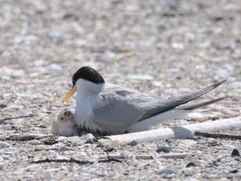 Little Tern 千葉県 Sat, 6/20/2020