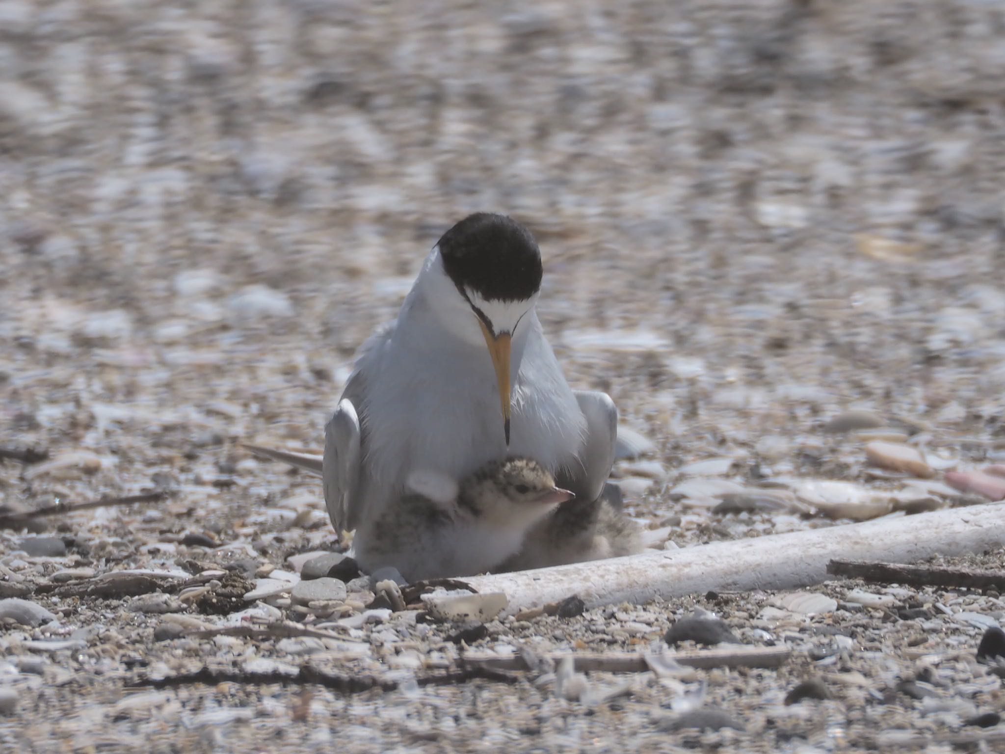 Little Tern