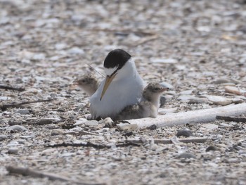 Little Tern 千葉県 Sat, 6/20/2020