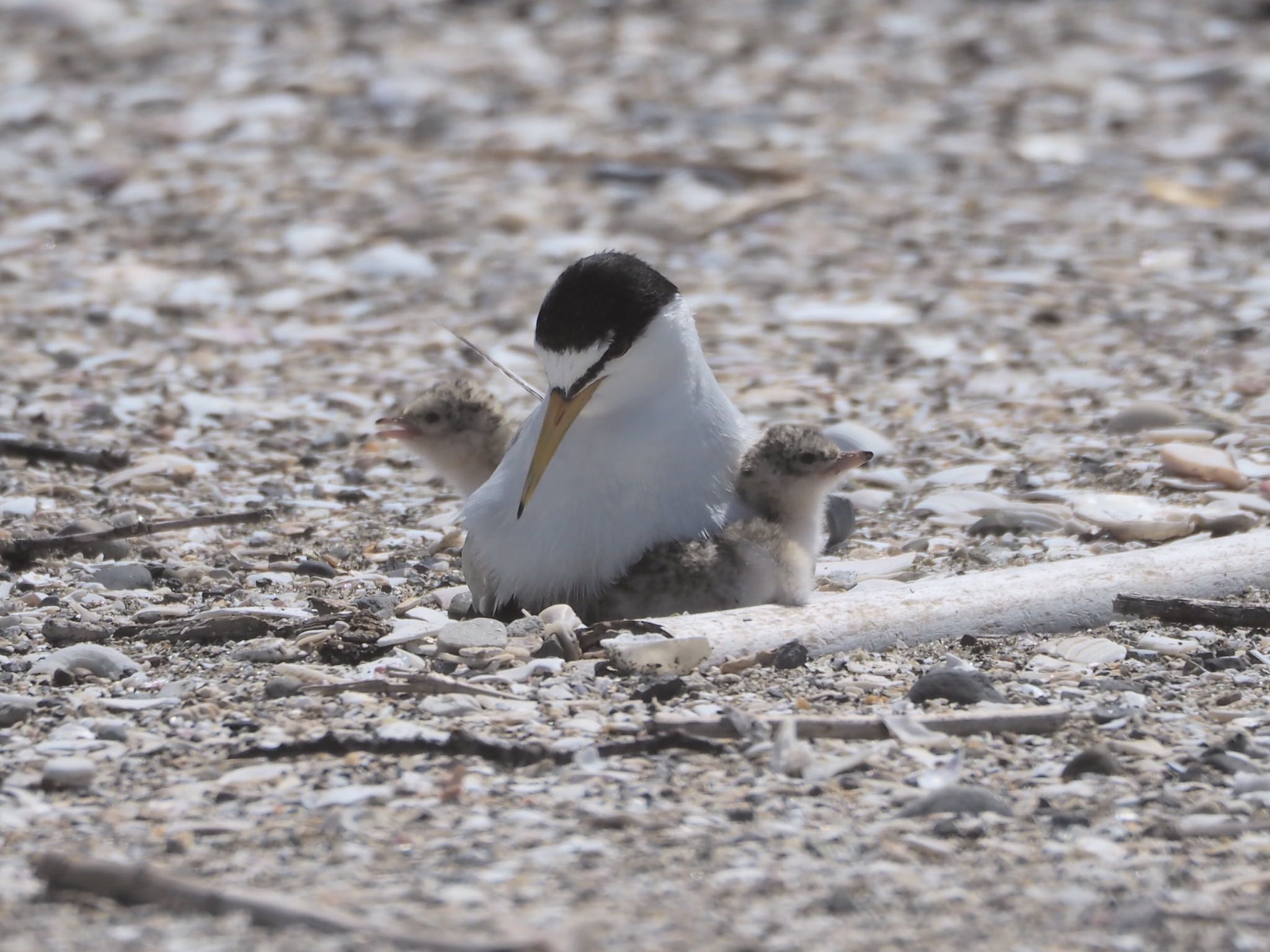 Photo of Little Tern at 千葉県 by シェフレラ