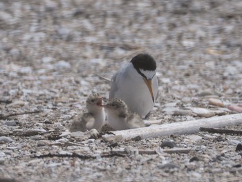 2020年6月20日(土) 千葉県の野鳥観察記録