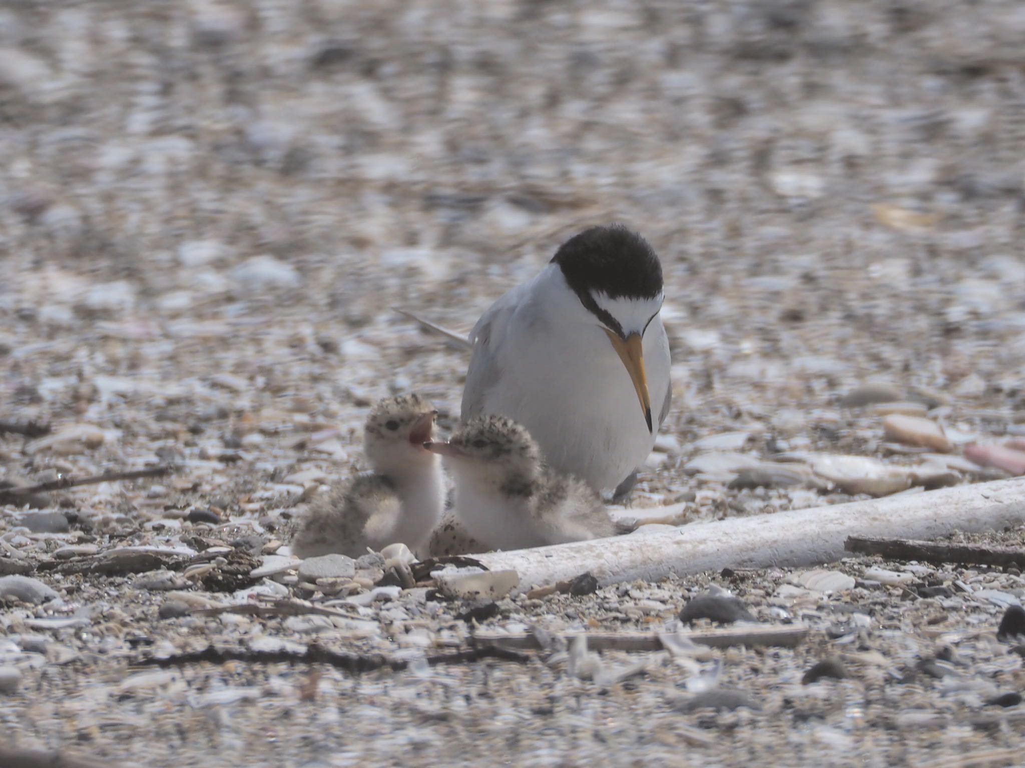 Photo of Little Tern at 千葉県 by シェフレラ