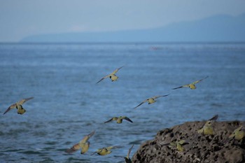 アオバト 大磯照ヶ崎海岸 2020年6月20日(土)