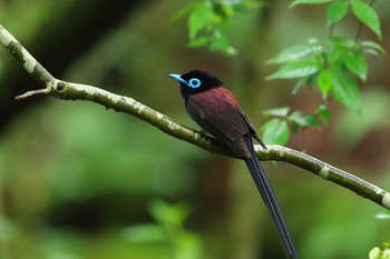 サンコウチョウ 場所が不明 2020年6月20日(土)