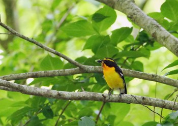 キビタキ 山中湖　朝日丘近辺 2020年6月15日(月)