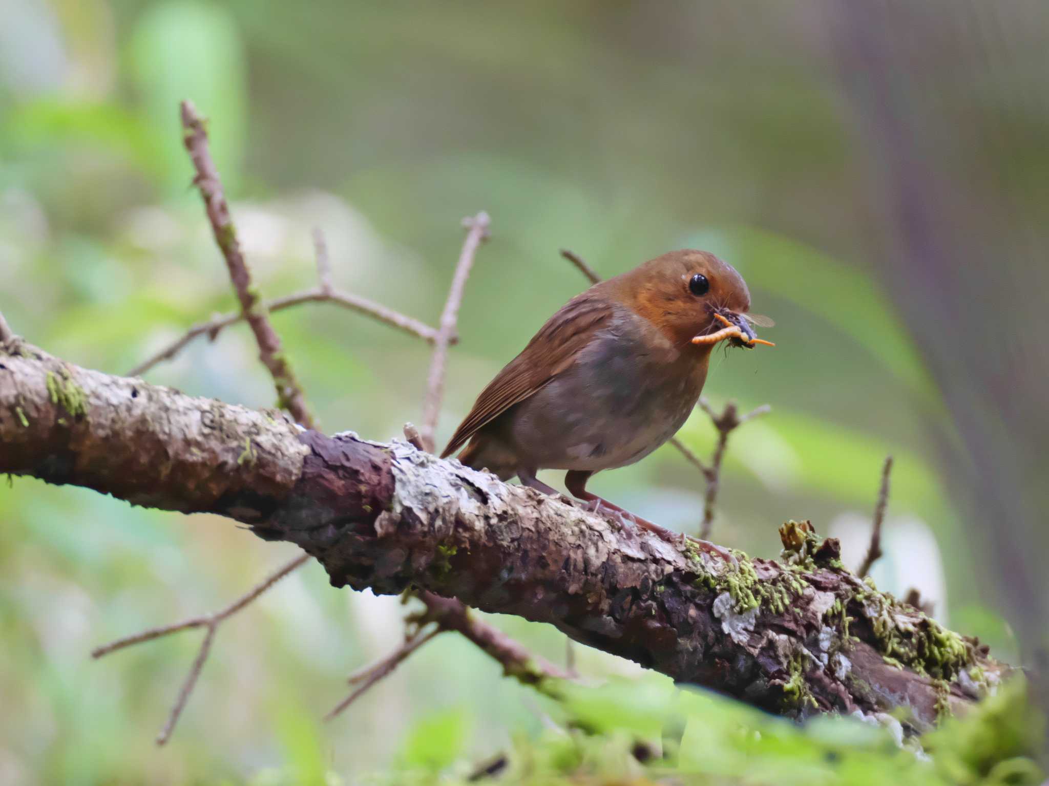 Japanese Robin