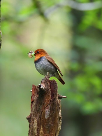 2020年6月20日(土) 大台ケ原の野鳥観察記録