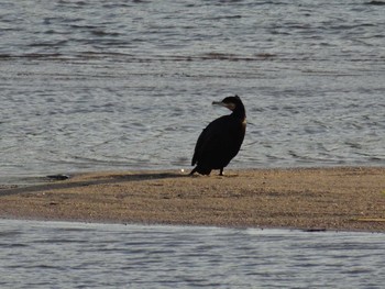 Great Cormorant 武庫川 Sat, 6/20/2020