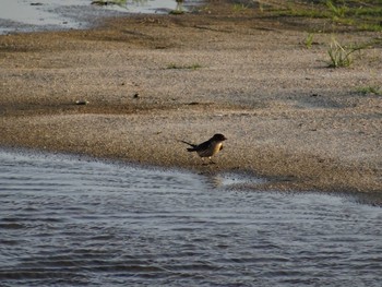 Barn Swallow 武庫川 Sat, 6/20/2020