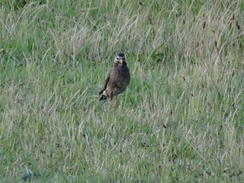 White-cheeked Starling 武庫川 Sat, 6/20/2020