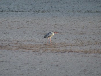 Grey Heron 武庫川 Sat, 6/20/2020