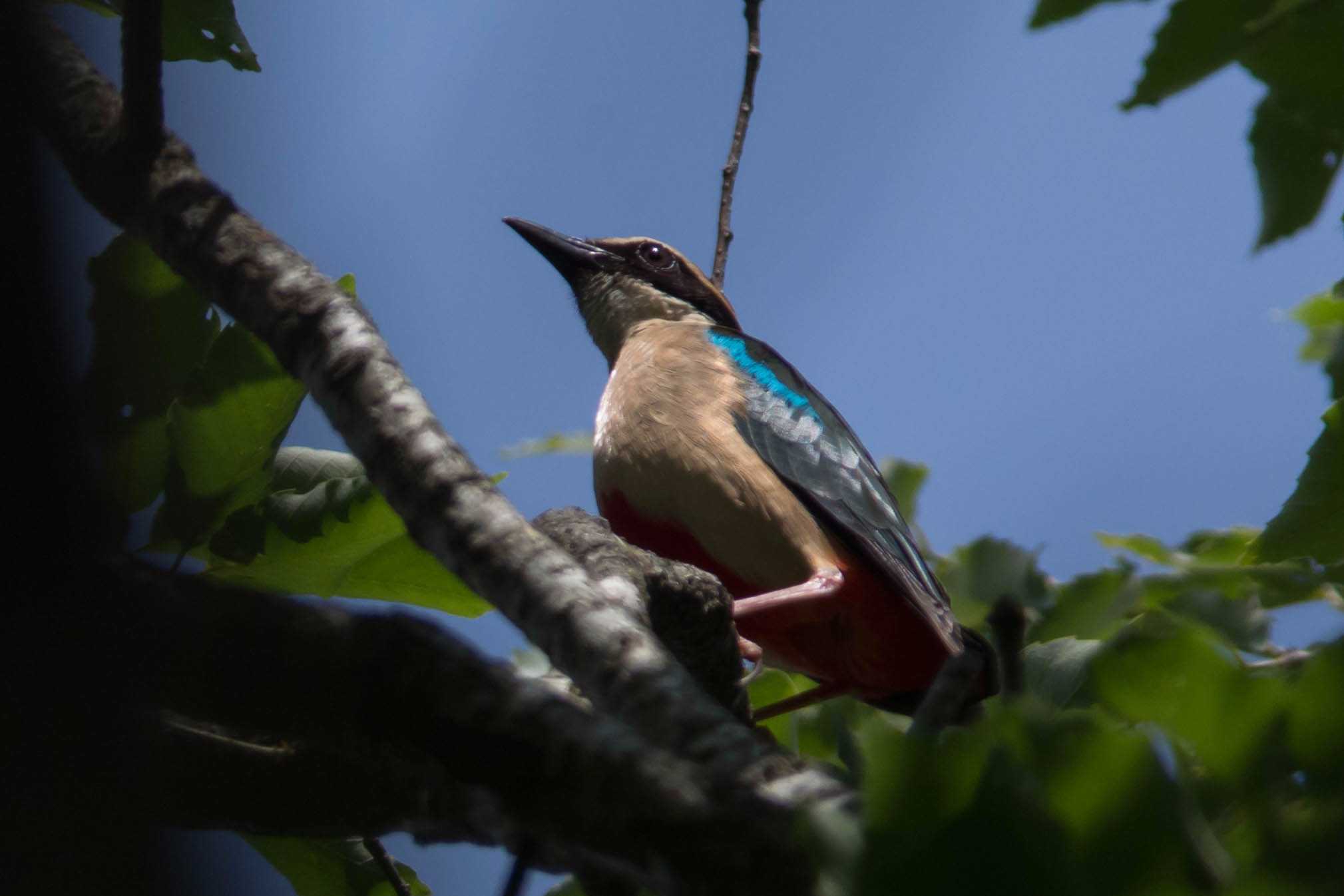 Photo of Fairy Pitta at 滋賀県 by Tanago Gaia (ichimonji)