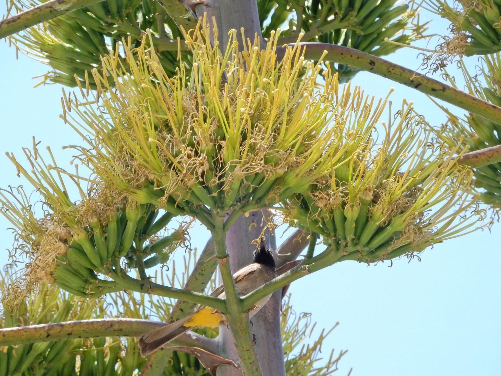 White-spectacled Bulbul