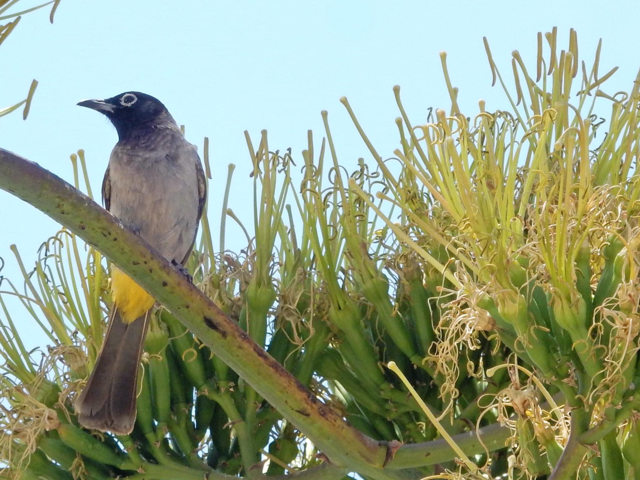 White-spectacled Bulbul