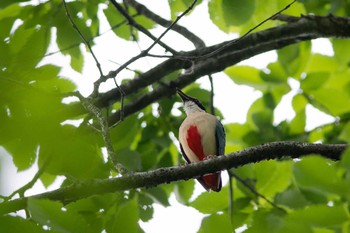 ヤイロチョウ 滋賀県 2015年6月14日(日)