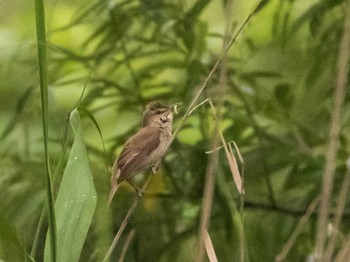 Oriental Reed Warbler 荒川生物生態園(東京都板橋区) Sun, 6/14/2020