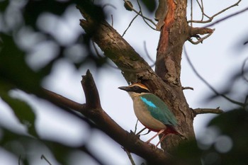 Fairy Pitta 滋賀県 Mon, 6/22/2015