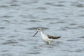 Common Greenshank 大阪府 Wed, 9/9/2015