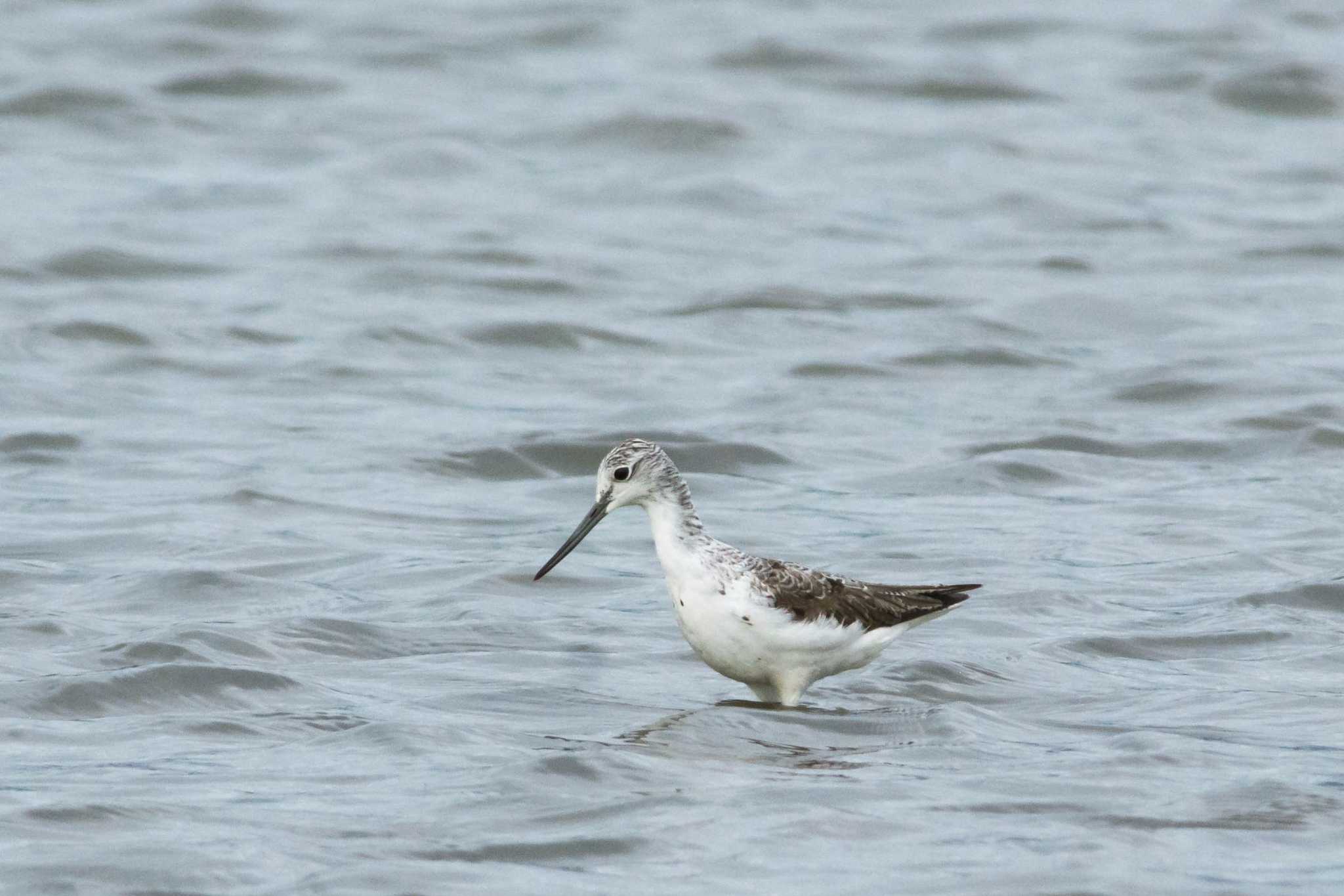 Photo of Common Greenshank at 大阪府 by Tanago Gaia (ichimonji)