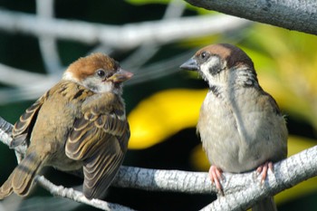 Eurasian Tree Sparrow 西宮港 Sat, 6/20/2020