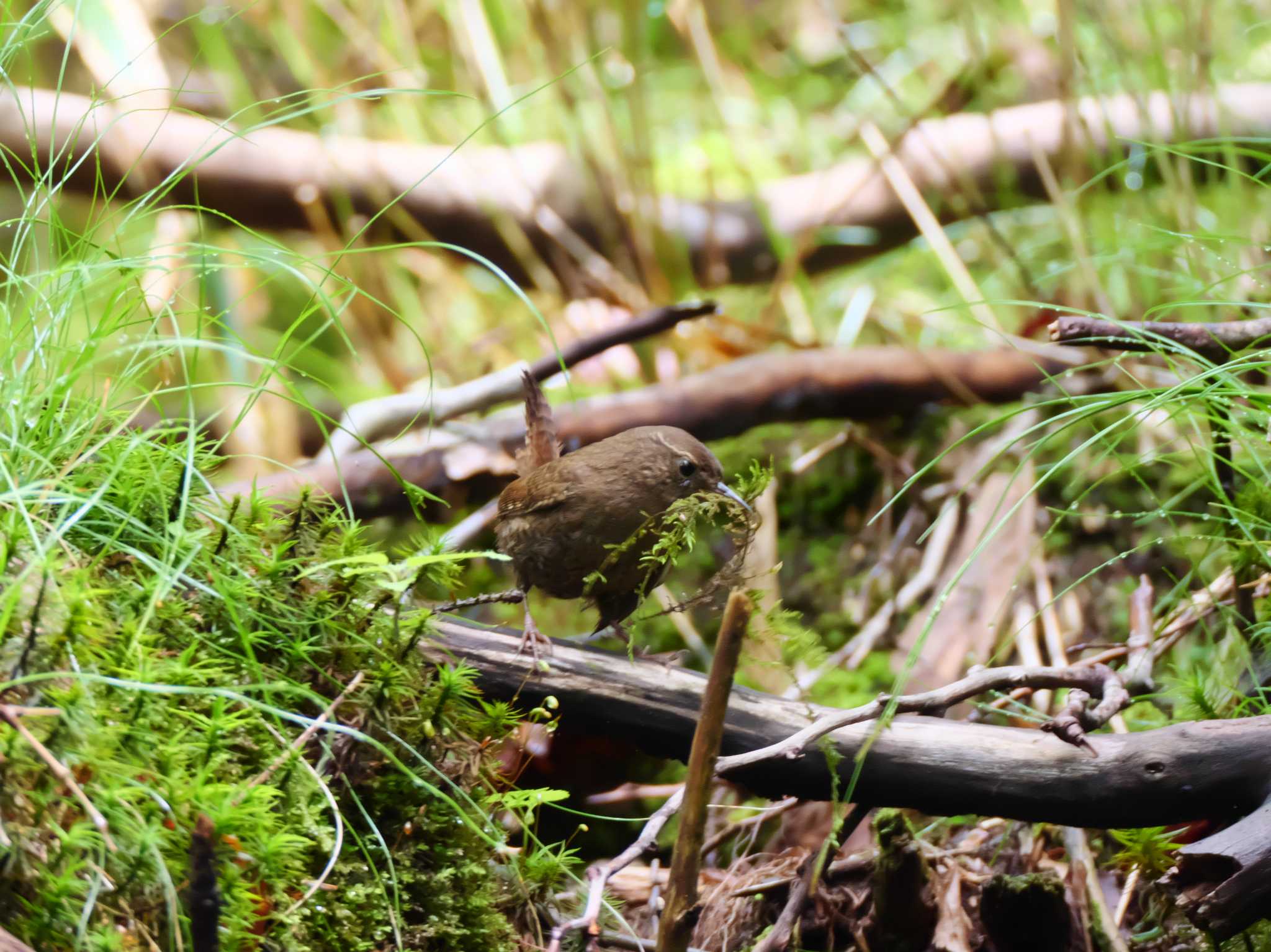 Eurasian Wren