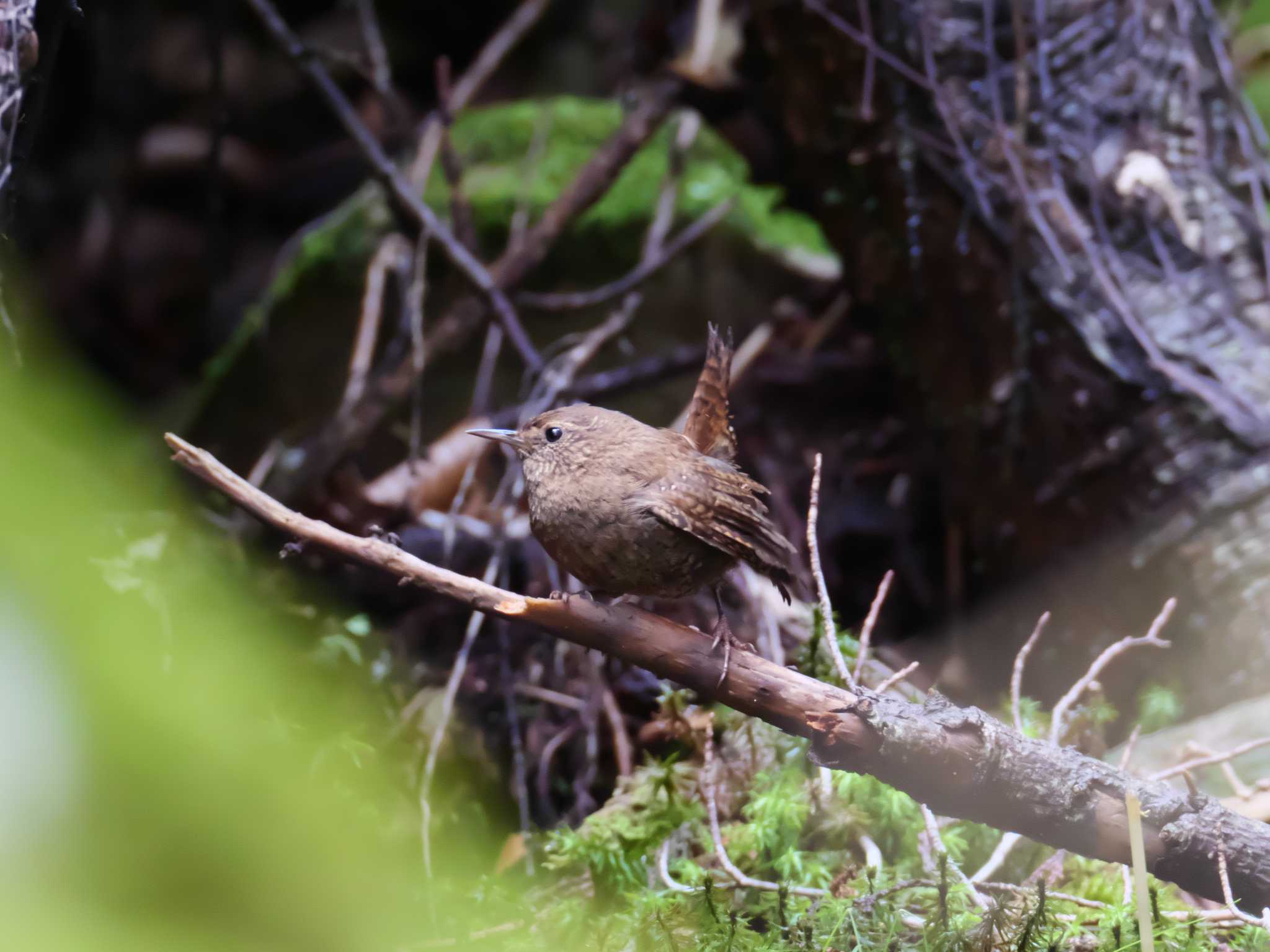 Eurasian Wren