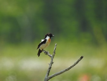 2020年6月20日(土) 戦場ヶ原の野鳥観察記録