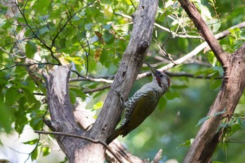 Japanese Green Woodpecker 滋賀県 Mon, 9/28/2015