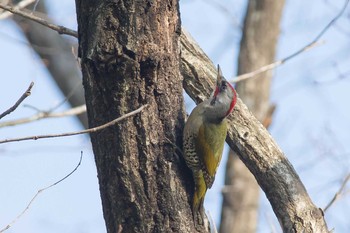 Japanese Green Woodpecker 滋賀県 Sun, 1/3/2016