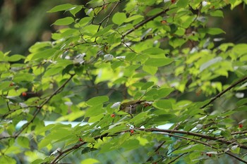 Warbling White-eye 深谷市緑の王国 Sun, 6/21/2020