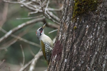 Japanese Green Woodpecker 滋賀県 Mon, 3/7/2016