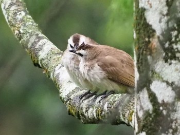 2020年6月21日(日) シンガポール植物園の野鳥観察記録