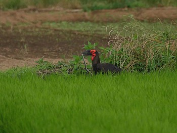 ミナミジサイチョウ 千葉県我孫子市 2020年6月20日(土)