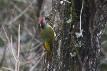 Japanese Green Woodpecker 滋賀県 Mon, 3/7/2016