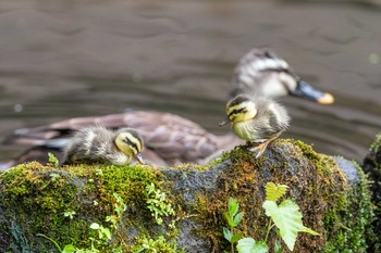 Eastern Spot-billed Duck Hoshinoya Karuizawa Sat, 6/13/2020