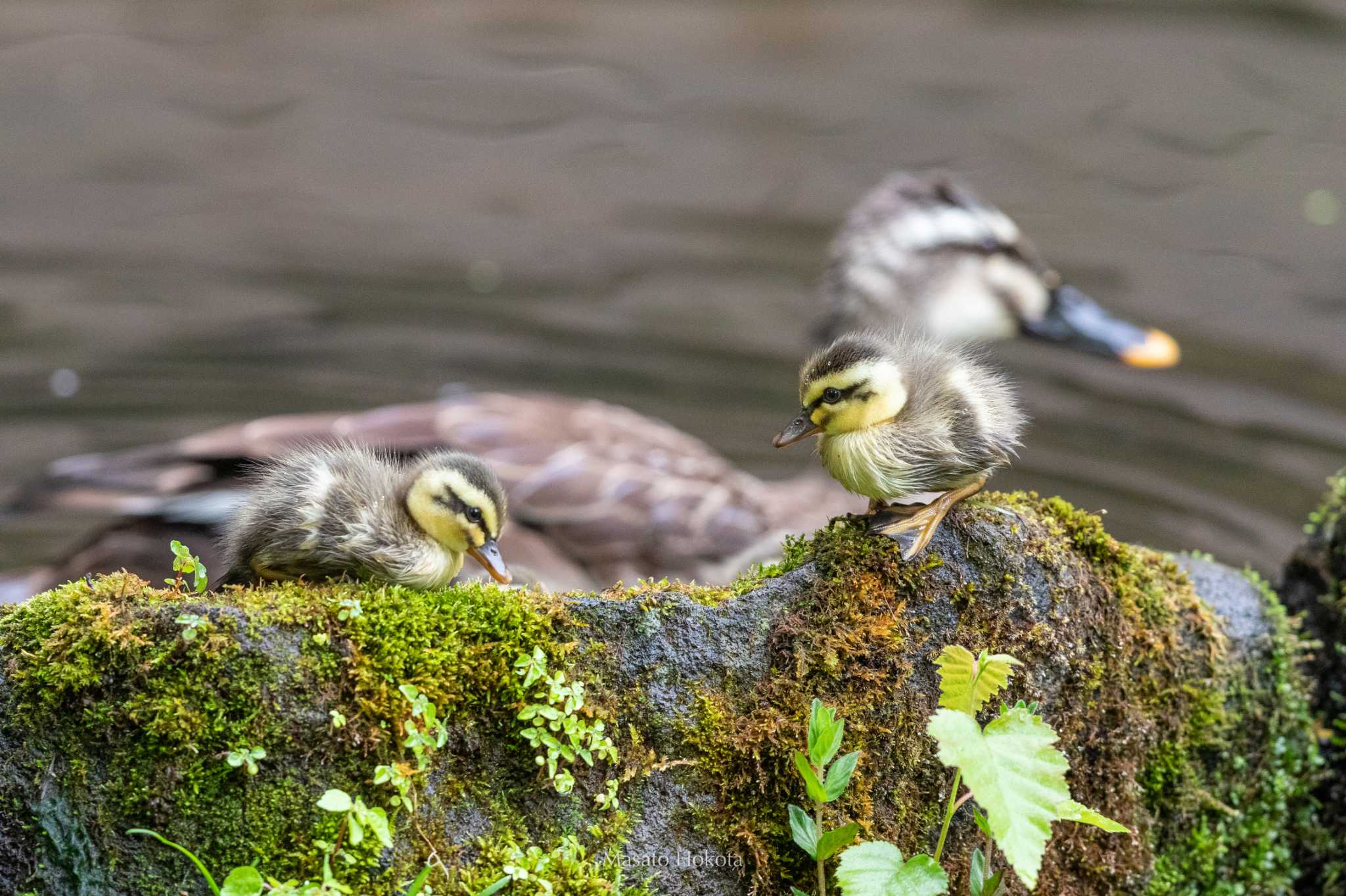 Eastern Spot-billed Duck