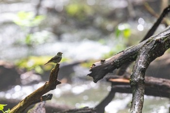 Asian Brown Flycatcher Karuizawa wild bird forest Sun, 6/14/2020