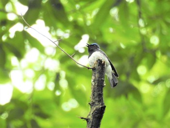 オオルリ 軽井沢野鳥の森 2020年6月20日(土)