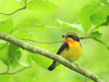 キビタキ 戸隠森林植物園(戸隠森林公園) 2020年6月20日(土)