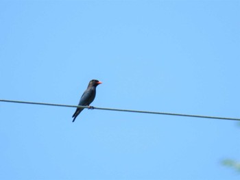 Sun, 6/21/2020 Birding report at 長野県栄村