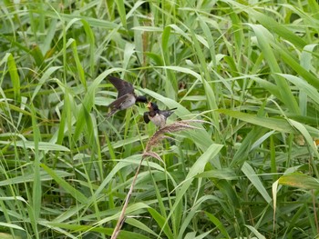 2020年6月21日(日) 葛西臨海公園の野鳥観察記録