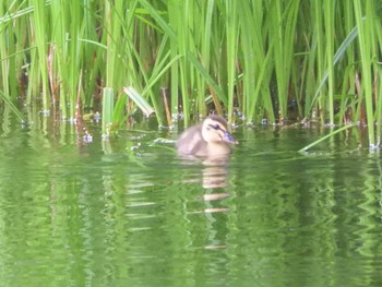 カルガモ 戸隠森林植物園(戸隠森林公園) 2020年6月21日(日)