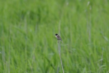 Ochre-rumped Bunting Tonegawa Kojurin Park Sun, 6/21/2020