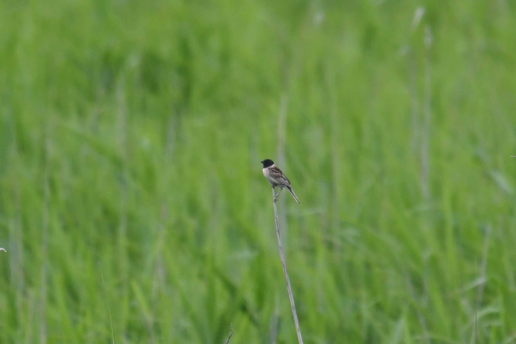 Ochre-rumped Bunting